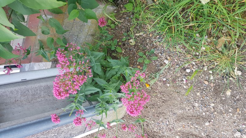 LA VALERIANE. Elle est capable de s'installer là où on n'imaginerait rien planter ou semer, mellifère, elle fait ainsi le bonheur des abeilles et des insectes pollinisateurs. BRUNO GODET